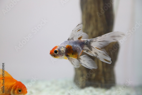 Veiltail and orange Goldfish (Carassius auratus) in fish tank. Orange fish swimming in fish tank. Aquatic fauna. 