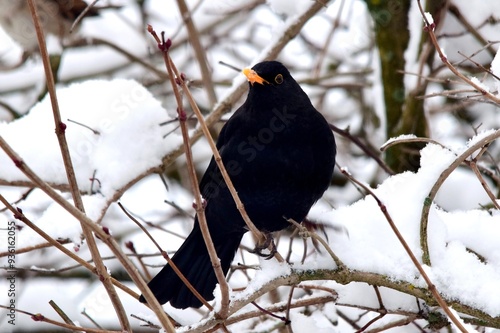 Neuschnee in den Ästen und ein schwarzes Amselmännchen mit seinem orangen Schnabel als Kontrast mittendrin