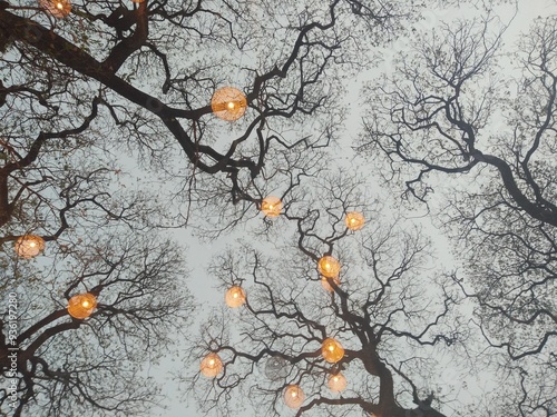 A lamp shone in the tree.