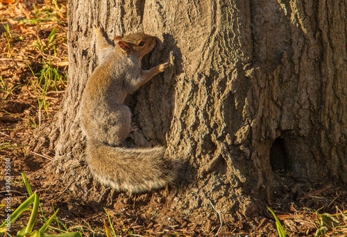 Una bonita ardilla gris oriental, Sciurus carolinensis en New York, USA. Un amigable ejemplar trepando por el tronco de un árbol en East River Park, Manhattan.