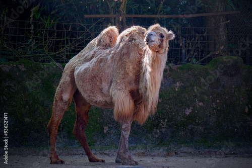 Portrait of funny camel prude mouth