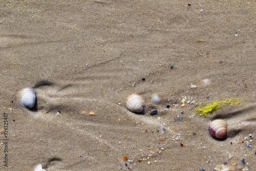 Seashells on wet sand beach at summer