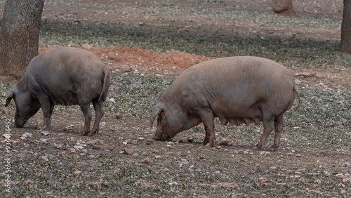 the Iberian pig grazing in the pasture