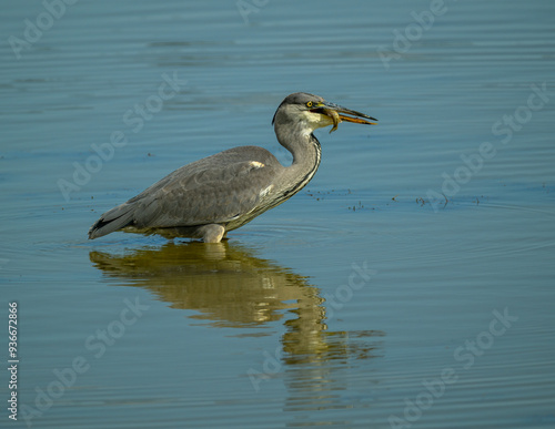 Great heron with fish in beak and reflection