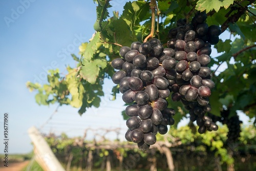 Fotos de uvas no pomar 