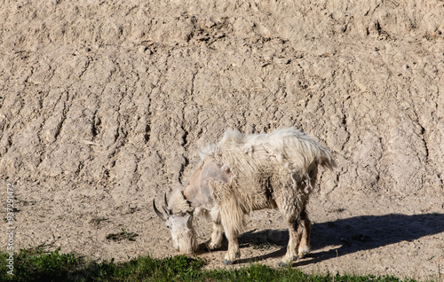 view of a white mountain goat with horns next to a sandy landscape with grass in summer with bright sun light