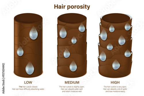 Hair porosity vector. Low, Medium and High porosity. Hair cuticle closed and opened.