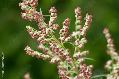 Blüten des Gemeinen Beifuß (Artemisia vulgaris)