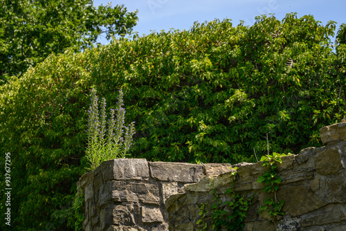 The blue flowers of the rancid herb growing on the wall.