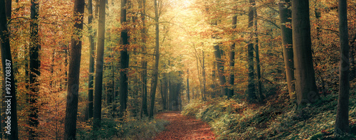 Harmonic autumn scenery in a colorful beech forest, with a footpath and a beam of soft light in tranquil misty atmosphere