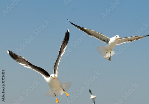 Goéland brun,.Larus fuscus, Lesser Black backed Gull