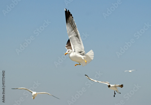 Goéland argenté,.Larus argentatus, European Herring Gull