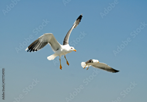 Goéland argenté,.Larus argentatus, European Herring Gull