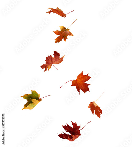 Falling autumn maple multicolored leaves cut out 