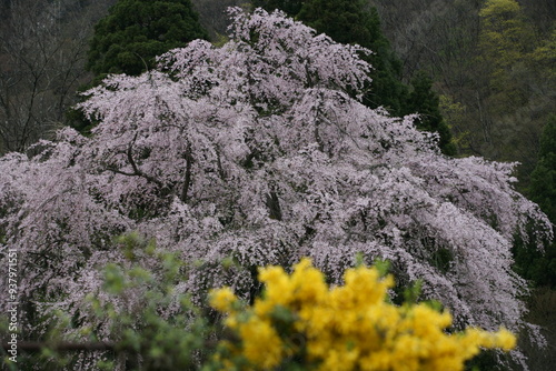 駒つなぎの桜