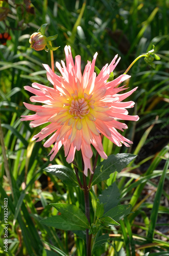 Dahlia dentelle 'Mika'