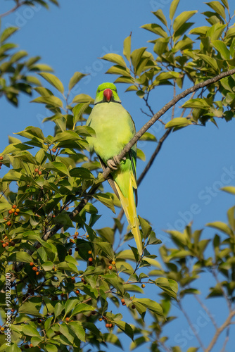 A Ring Necked Parakeet on a Tree Branch