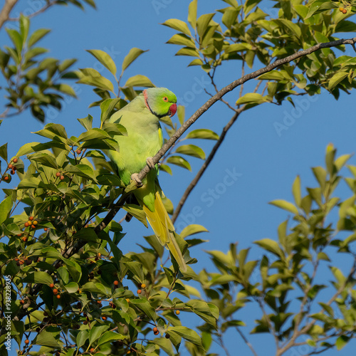 A Ring Necked Parakeet on a Tree Branch