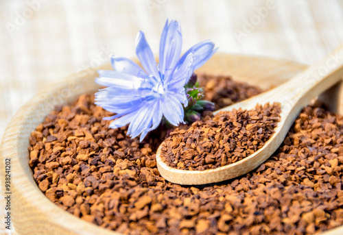 Ground chicory root on a wooden spoon and chicory flowers on a rustic wooden background. Alternative medicine. Healthy drinks. chicory drink