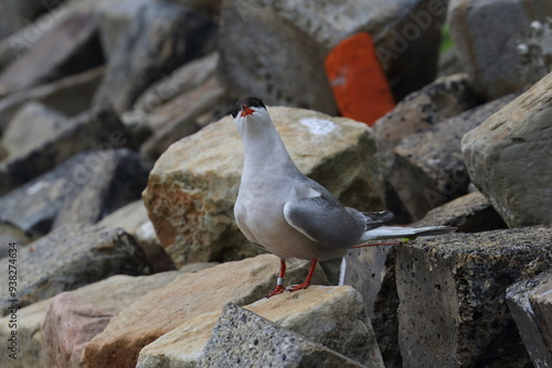 common tern