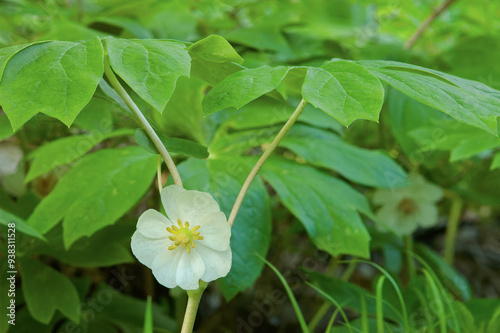 white mayapple wildflower