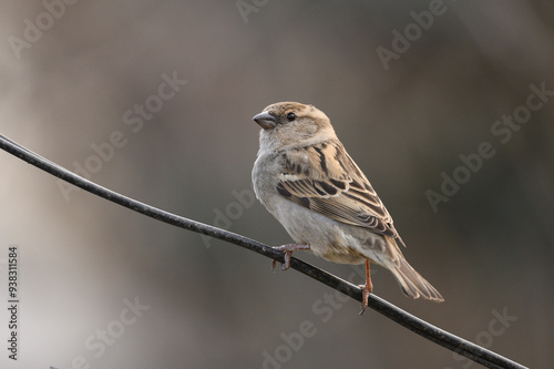 House Sparrow on branch, Passer domesticus