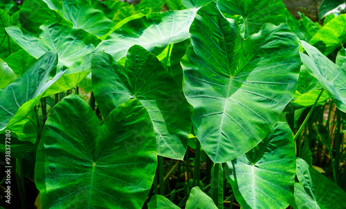 The texture and motif of the taro leaves, tubers eaten as a root crop. Lush green leaves nature wallpaper and environment background.