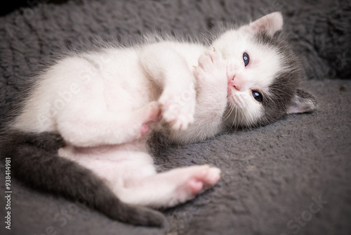 cachorro de gato