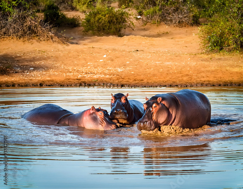 Group of African Hippos in a Muddy River with Natural Scenery in the Background in Africa