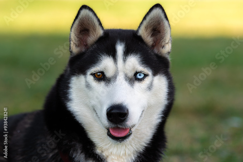 Young black and white Siberian husky with different colored eyes sits on green grass background and looks at camera. Tongue sticking out, ears pointing up. Beautiful smooth fur. Portrait of a dog.