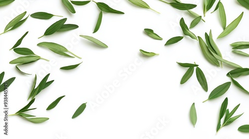 Green sage leaves arranged around a white background.