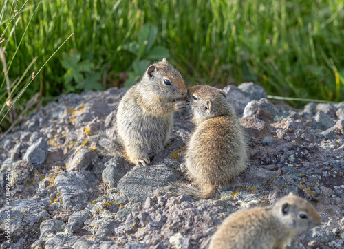 Squirrel Kiss