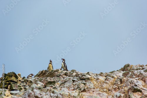 Pingüinos de humboldt en Islas Ballestas - Paracas, Ica, Perú 