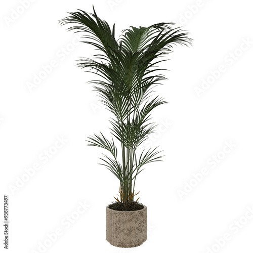 palm plant indoor