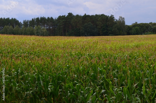 Pole kukurydzy na Mazurach, Polska/Corn field in Masuria, Poland