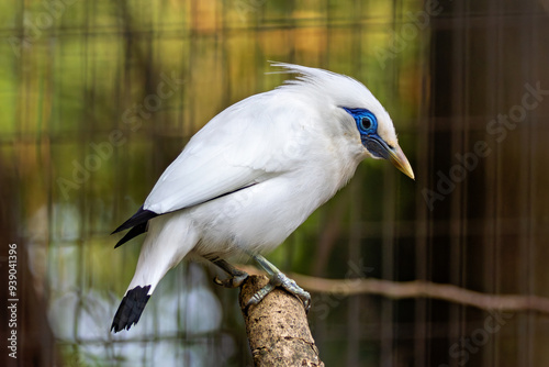 Bali Mynah (Leucopsar rothschildi) – Commonly found in forests, savannas, and coastal areas on the island of Bali, Indonesia.