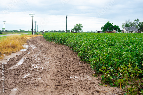 Huge cotton farm industry near Farm to Market Rd 1834 in Raymondville, Texas, dirt road with tractor trace, farmhouse, power pylons, yellow, pink cotton blooms during bloom tag, cotton bolls