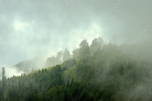 nebliger Schwarzwald