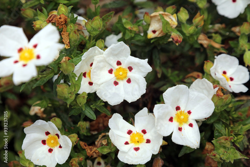 Common Gum Cistus blooms, Derbyshire England 