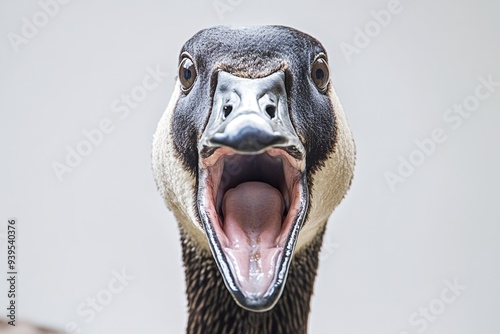 Angry Goose. Canadian Goose Talking and Aggressive Action, Wildlife Photography