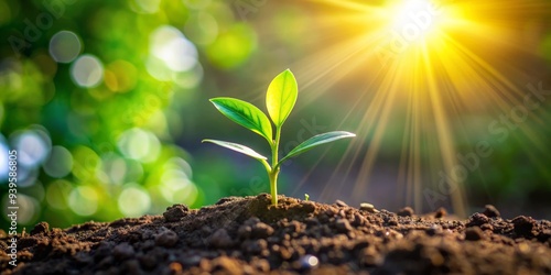 New Life Emerging from the Soil, Sunlight, Green, Growth, Nature