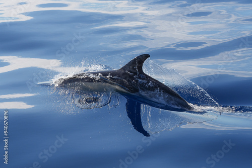 Die Rückenflosse des Delphins spiegelt sich im Meer