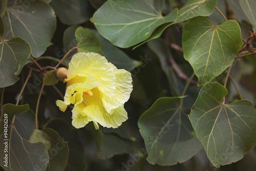 Title: Indian Tulip tree with beautiful yellow flower