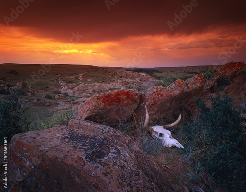 Cow Skull With Large Rocks In Field With Sunset, Writing On Stone Provincial Park, Alberta, Canada