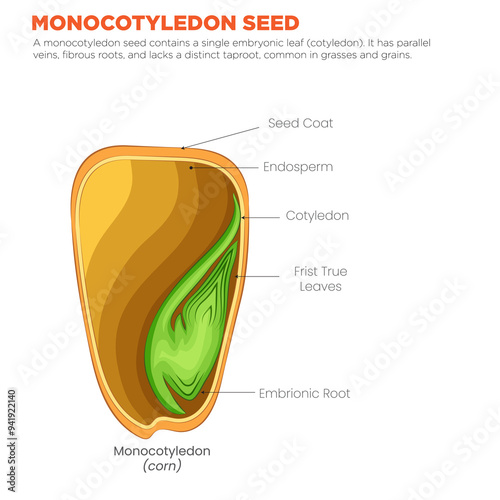 Monocotyledon Seed Single Cotyledon with Parallel Venation