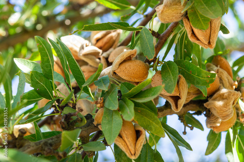 Almond harvest: Ripe fruits on the almond tree branch.