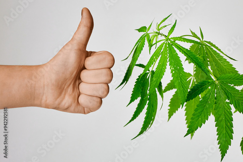 natural branch of raw hemp and hand with thumb up on gray background, legalization of cannabis, useful properties