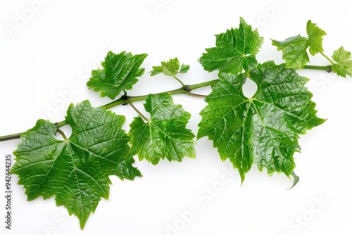 Vine Leaf. Green Grapevine Leaf Nature Background with Fruits