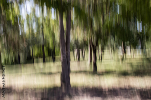 forest landscape shot with panning technique. motion blur.