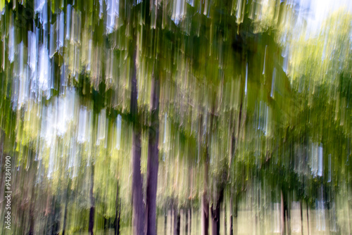 forest landscape shot with panning technique. motion blur.